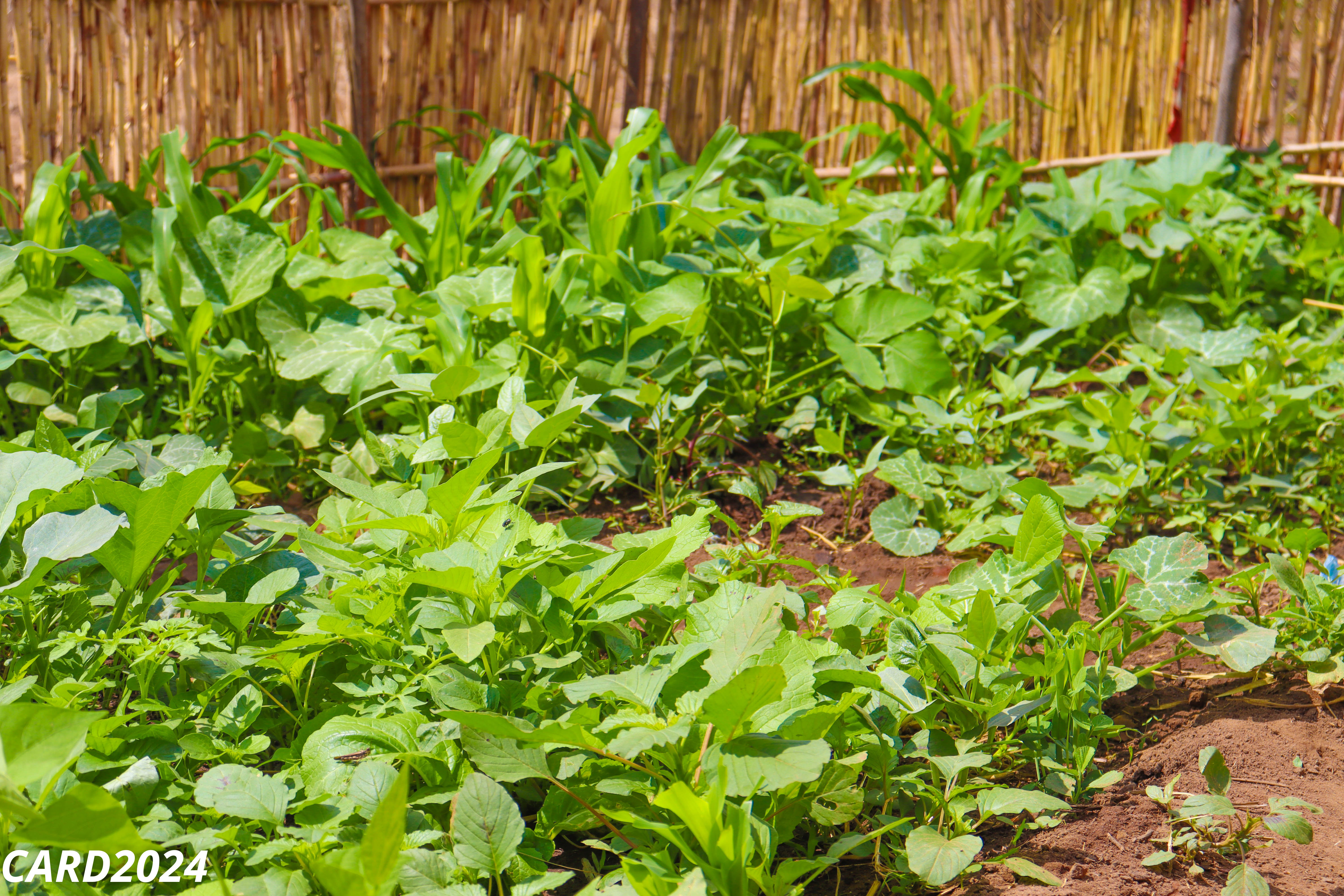  Emma Liwonde`s garden-a project participant in the Community-led Planning and Management for Biodiversity Protection and Resilient Communities in the catchment Area of Lake Chilwa. 