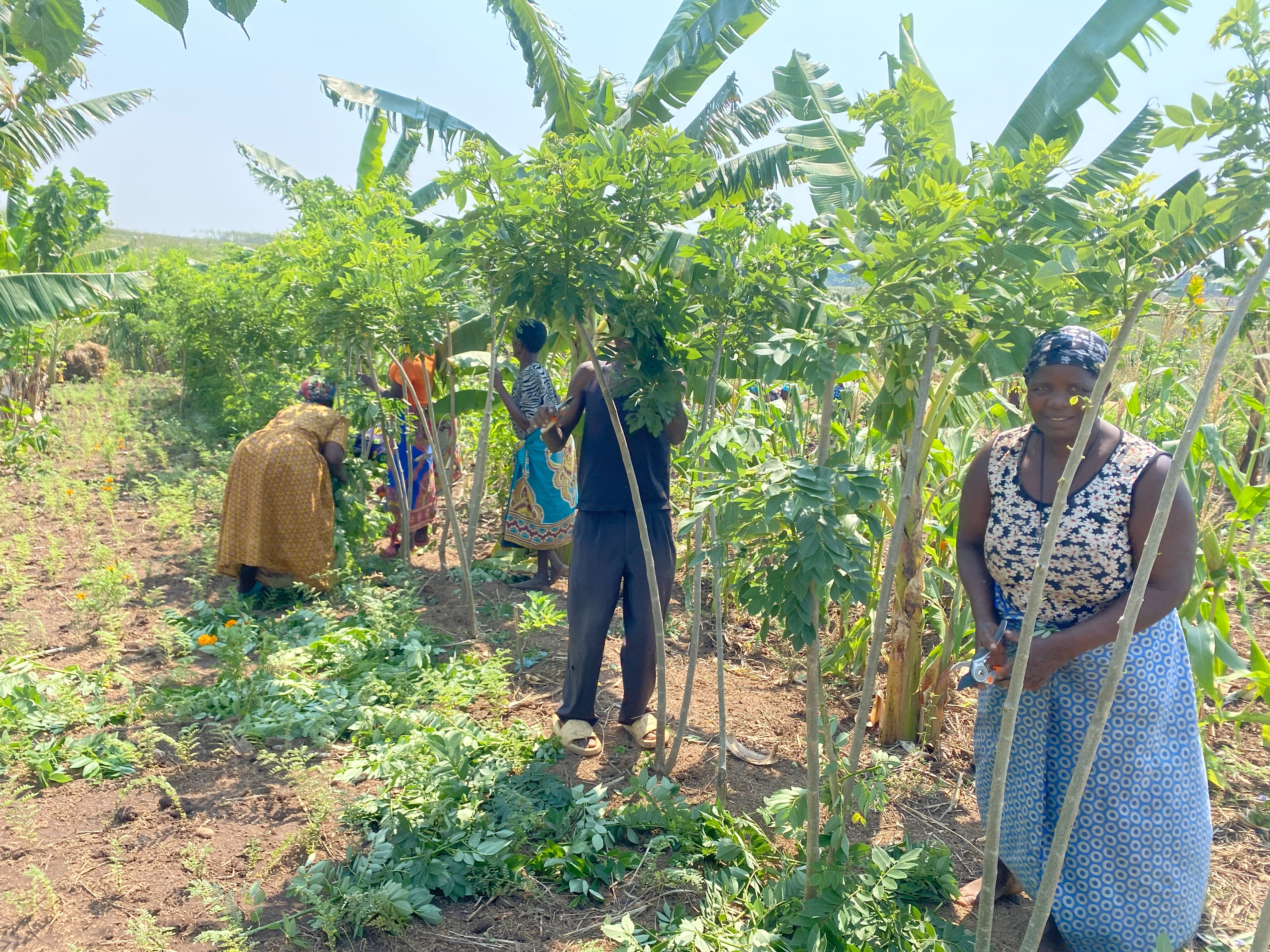 During a Farmer workshop in Chimwala, Mulanje, the participants learn how to prune biomass mass plants like Gliricidia, Moringa and White Acacia. 