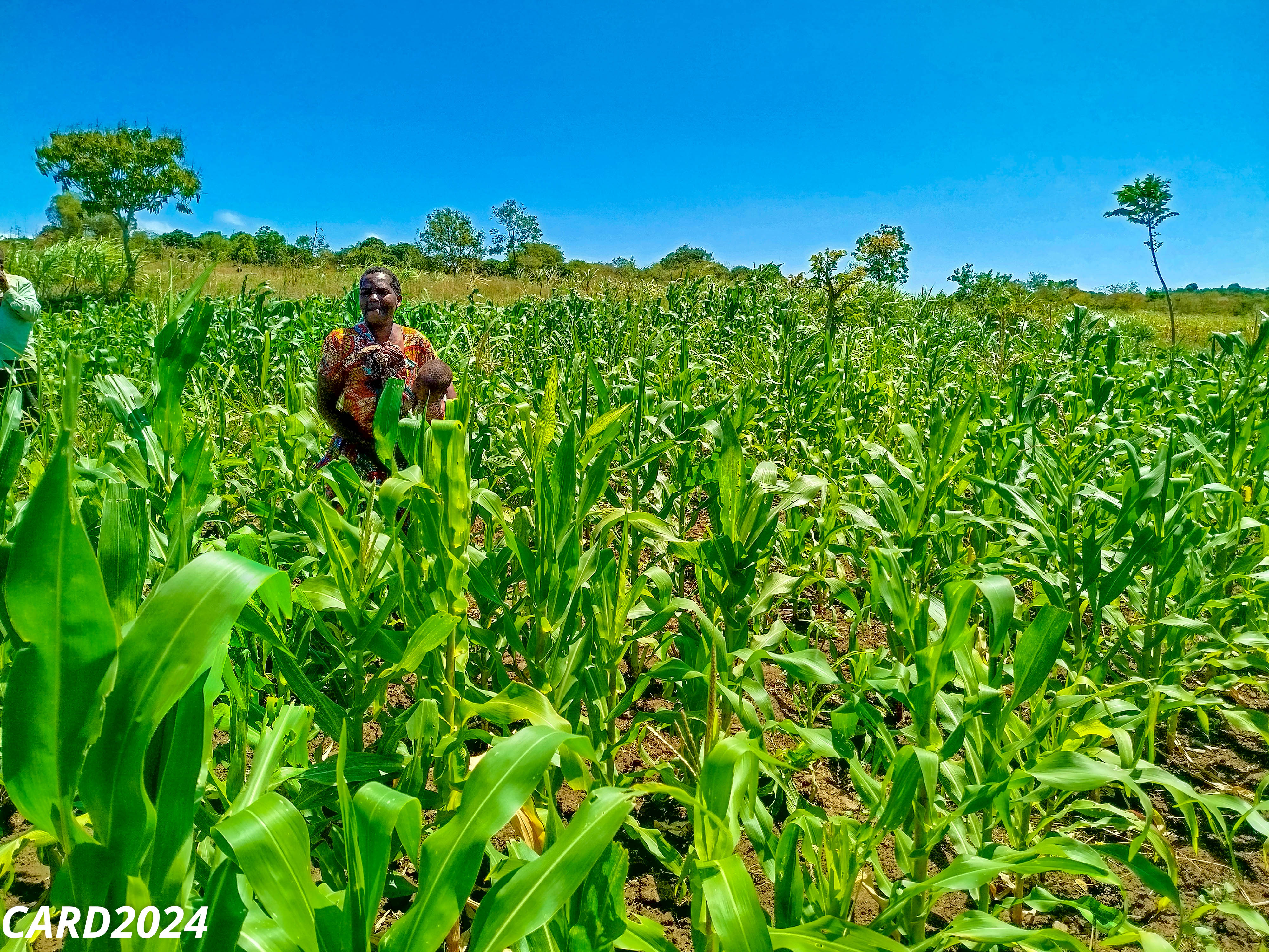 Resilience in Agriculture: The story of Delia Amos, a model farmer in Sochera Village.