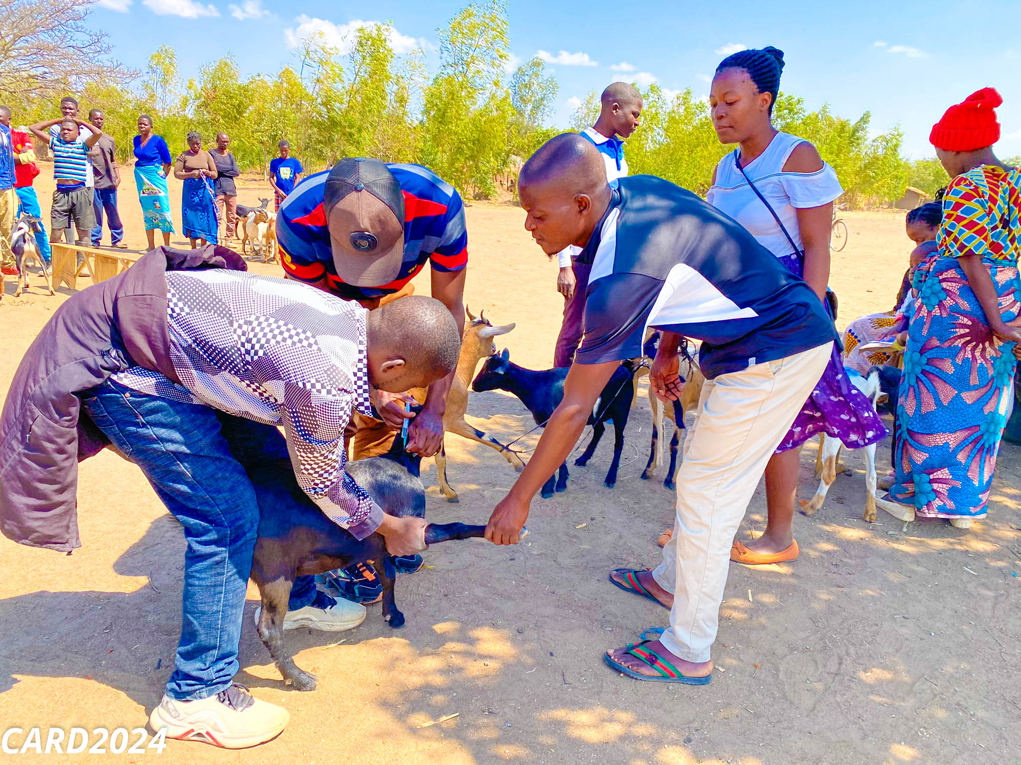 Building resilience through goats: A success story from the JOA SCIAF LCB project.