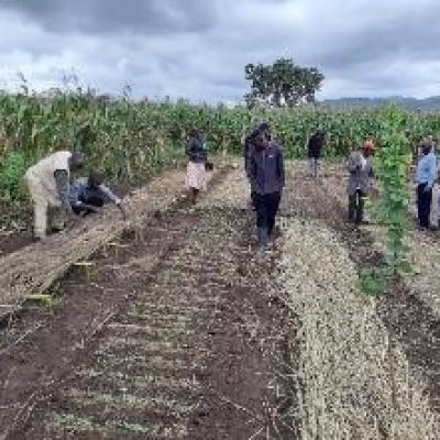 Beneficiaries Making Seed Bed Tatolonga Irrigation Scheme